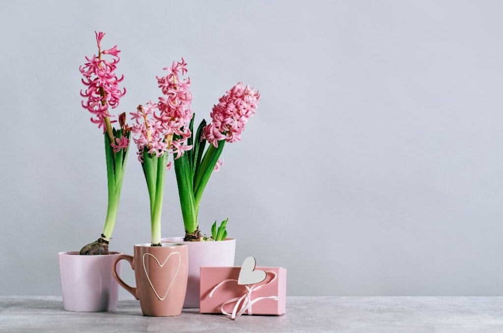 Three Pink hyacinth potted spring flowers at home on grey table with pink gift box. Hyacinth in mug with heart. Gift box. Flowerheads in bloom. Mothers Day birthday Easter. Thank you banner