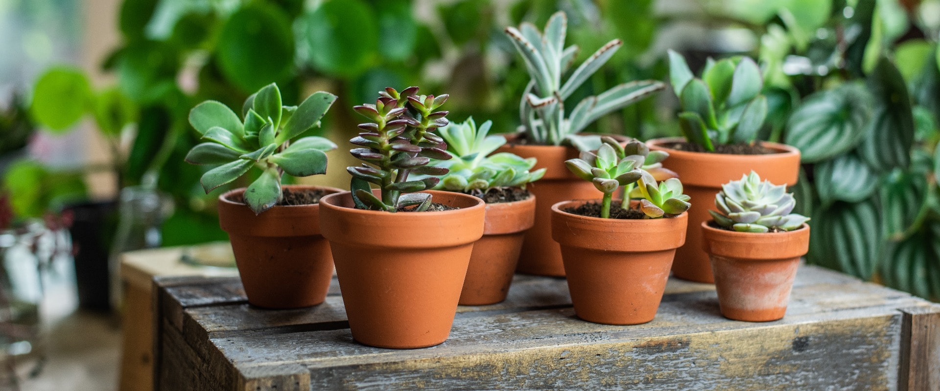 Auswahl verschiede Sukkulente und Echeveria im Tontopf, kleine Zimmerpflanze im Blumentopf auf Holz Untergrund