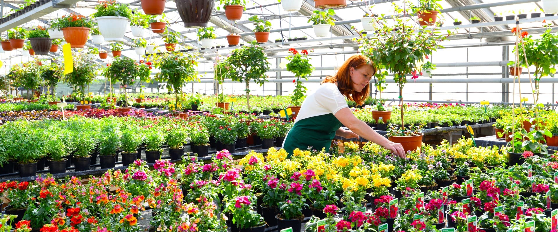 Gärtnerin arbeitet in einem Gewächshaus mit bunt blühenden Blumen - Gartencenter zum Verkauf von Zierpflanzen // greenhouse with colorful blooming flowers - garden center to sell ornamental plants