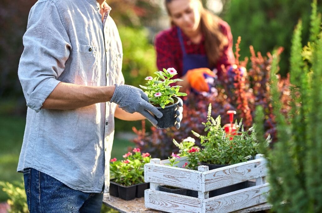 Guy gardener in garden gloves puts the pots with seedlings in the white wooden box on the table and a girl prunes plants in the wonderful nursery-garden on a sunny day.
