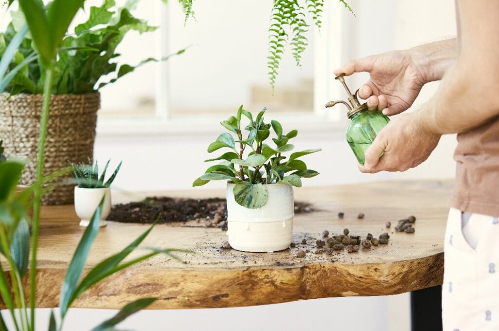 Man gardeners watering plant in marble ceramic pots on the white wooden table. Concept of home garden. Spring time. Stylish interior with a lot of plants. Taking care of home plants. Template.