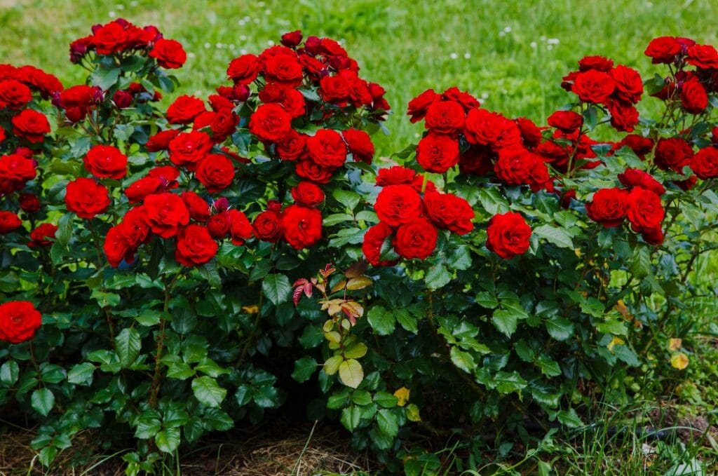 Red roses bush in the garden. Growing roses in the garden.